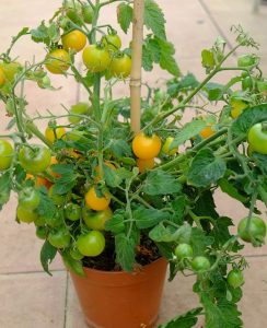 n Sherbert tomato plant